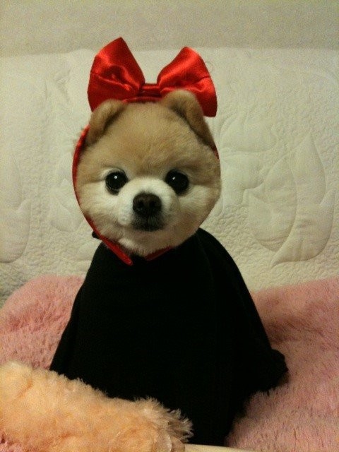 Возможно самый милый щенок на земле-12