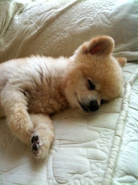 Возможно самый милый щенок на земле-13