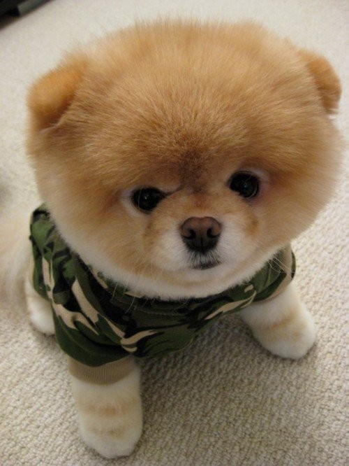 Возможно самый милый щенок на земле-14