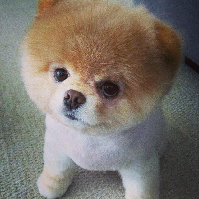 Возможно самый милый щенок на земле-15