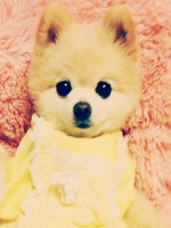 Возможно самый милый щенок на земле-16