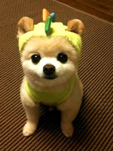 Возможно самый милый щенок на земле-17