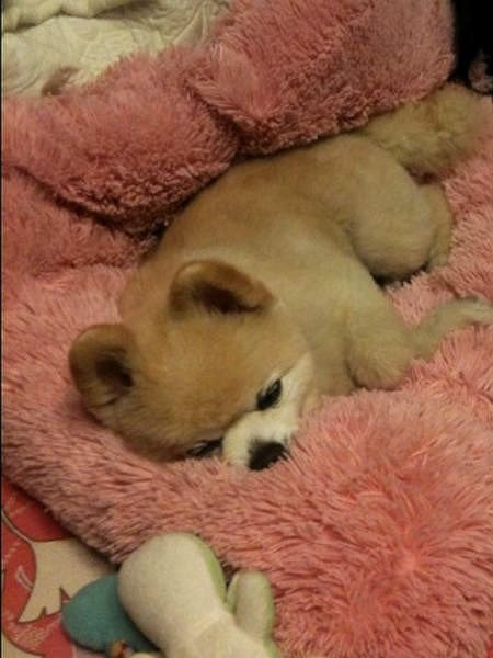 Возможно самый милый щенок на земле-18