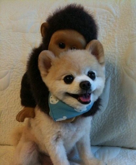 Возможно самый милый щенок на земле-19