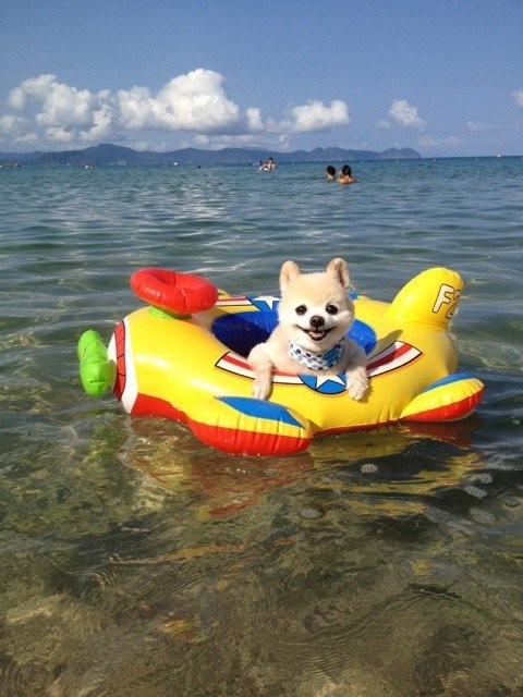 Возможно самый милый щенок на земле-20