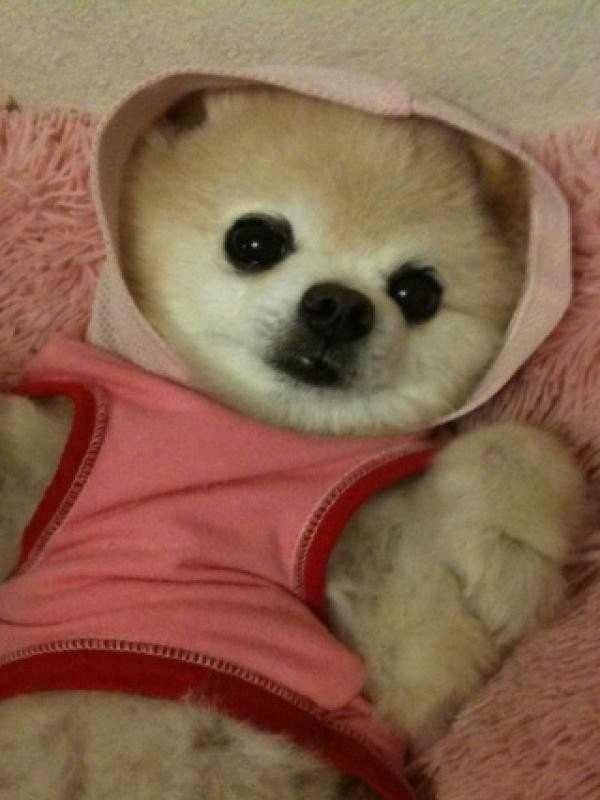 Возможно самый милый щенок на земле-3