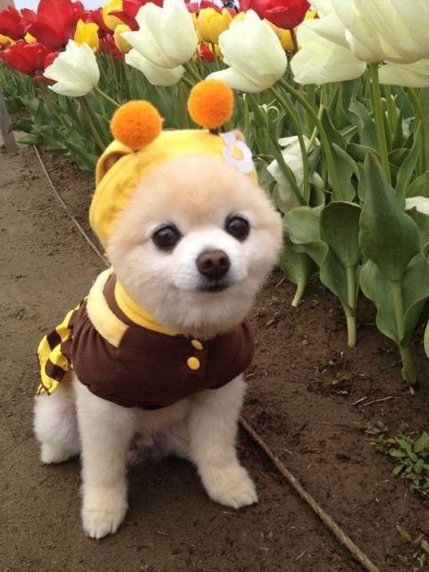 Возможно самый милый щенок на земле-4