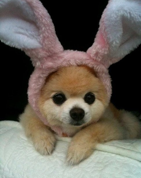 Возможно самый милый щенок на земле-5