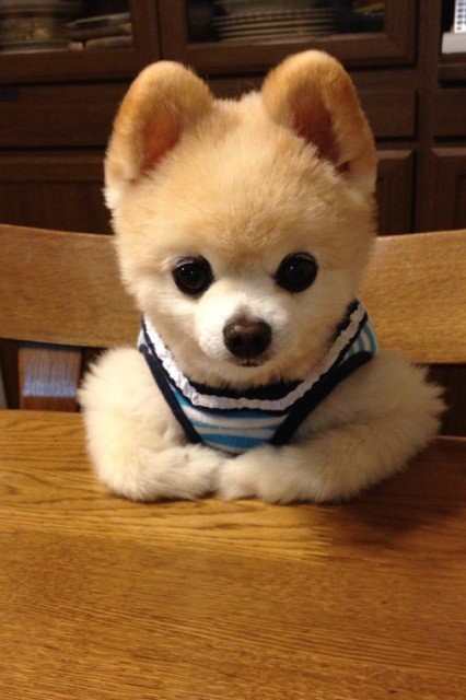 Возможно самый милый щенок на земле-6