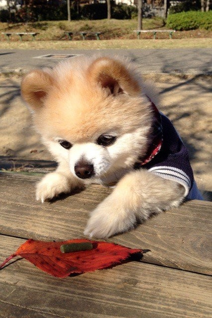 Возможно самый милый щенок на земле-7