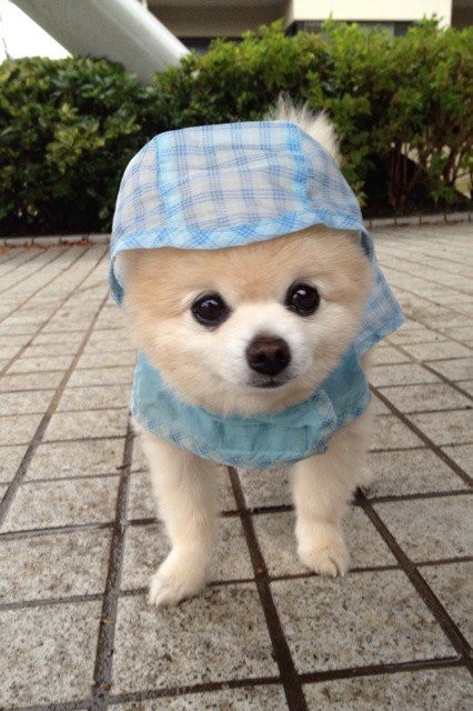 Возможно самый милый щенок на земле-8