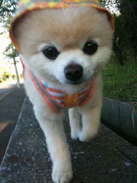 Возможно самый милый щенок на земле-9