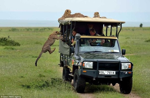 Тот самый момент, когда в джип запрыгнул гепард-2