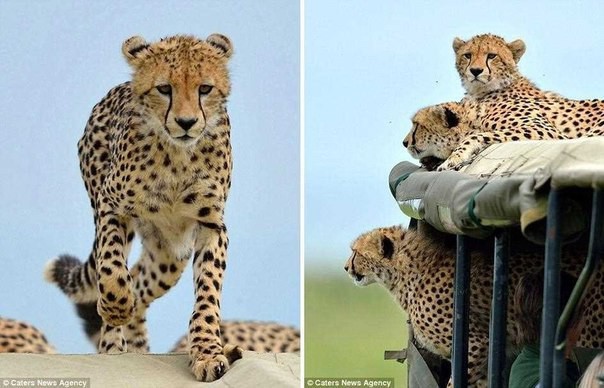 Тот самый момент, когда в джип запрыгнул гепард-3