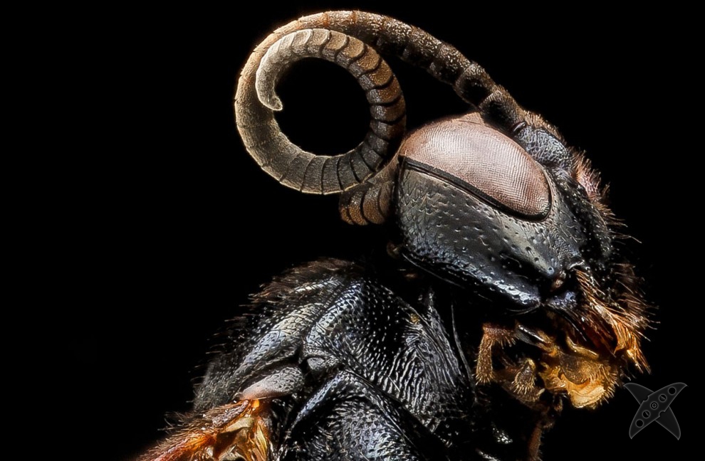 Фото насекомых крупным планом