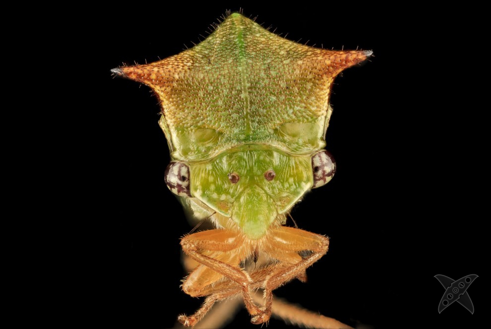 Фото насекомых крупным планом