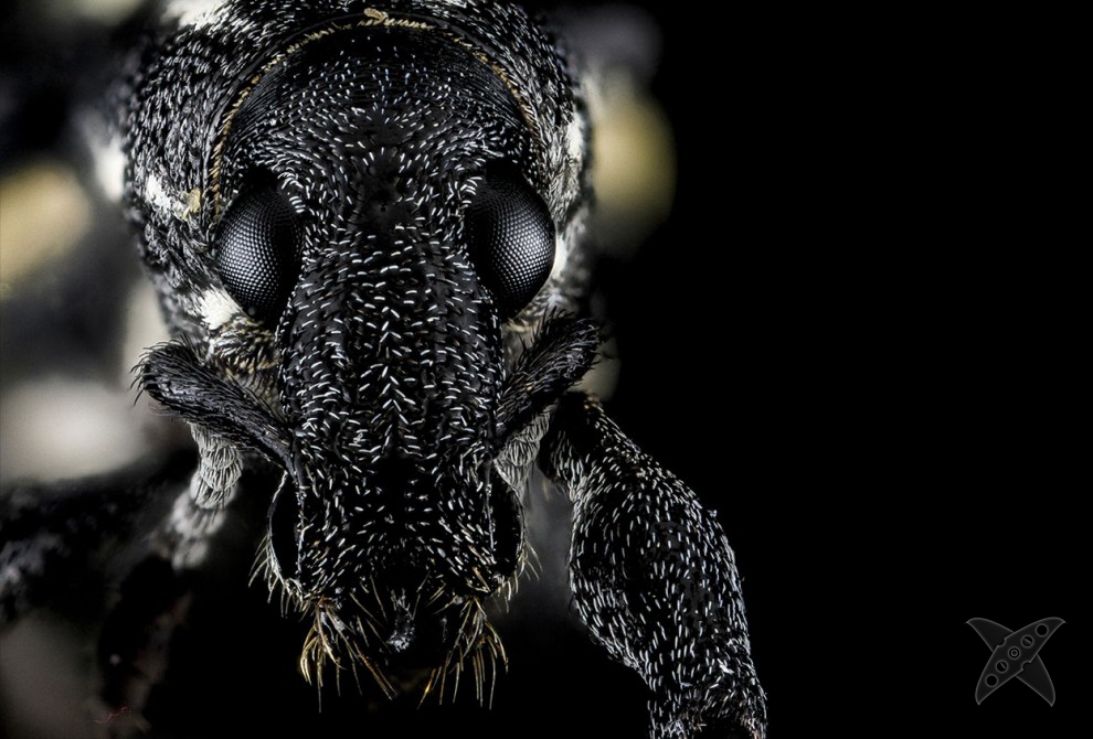 Фото насекомых крупным планом