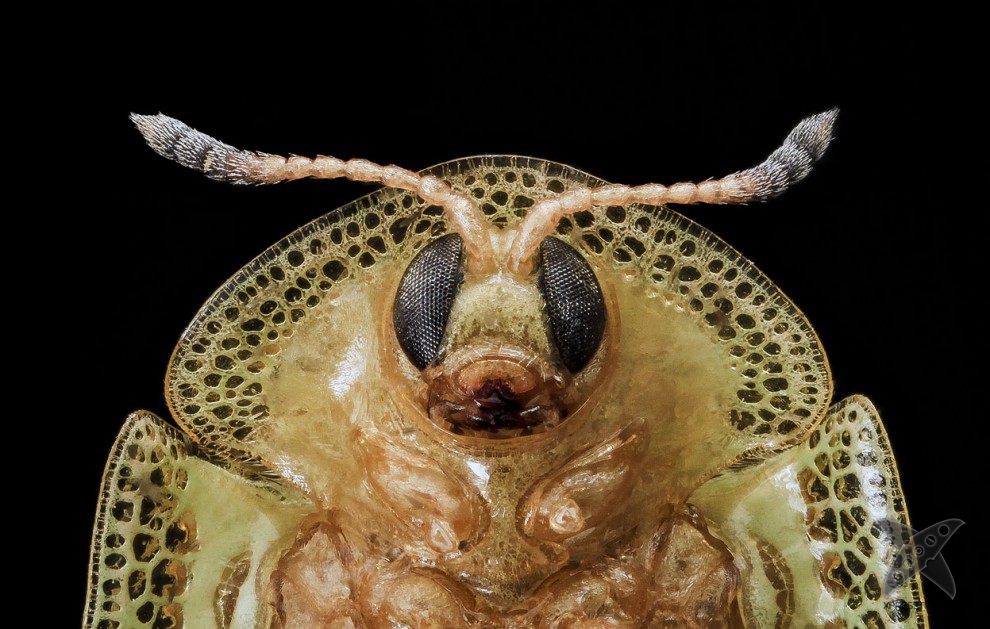 Фото насекомых крупным планом