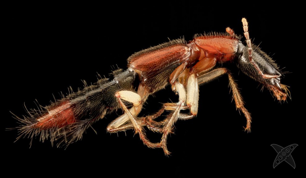 Фото насекомых крупным планом