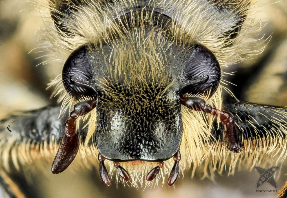 Фото насекомых крупным планом