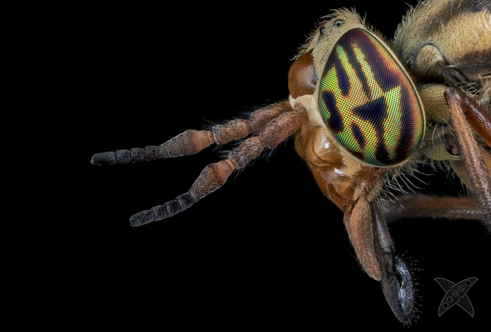 Фото насекомых крупным планом