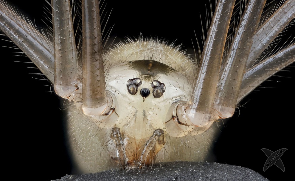 Фото насекомых крупным планом