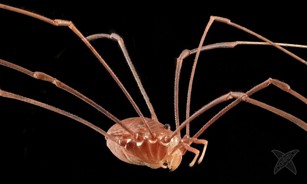 Фото насекомых крупным планом