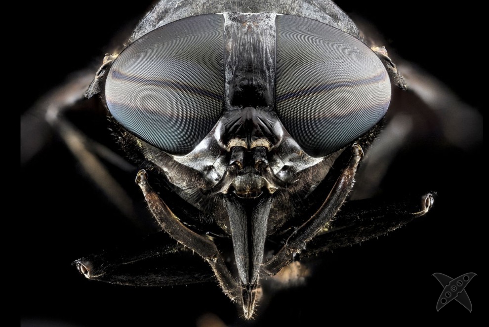 Фото насекомых крупным планом