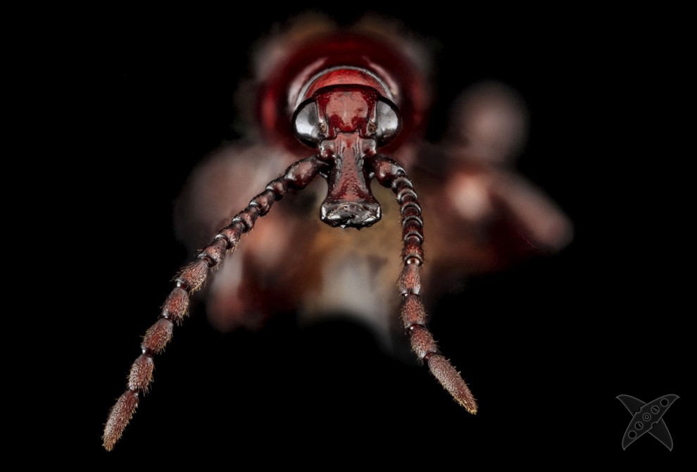 Фото насекомых крупным планом