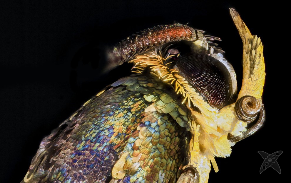 Фото насекомых крупным планом