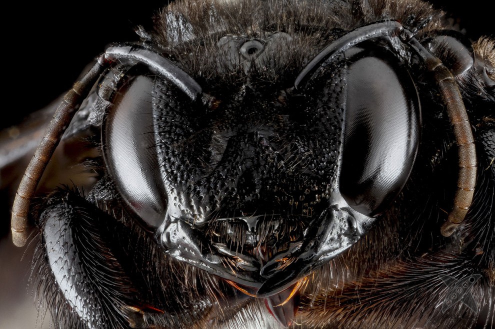 Фото насекомых крупным планом