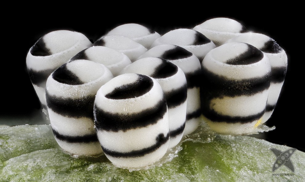 Фото насекомых крупным планом