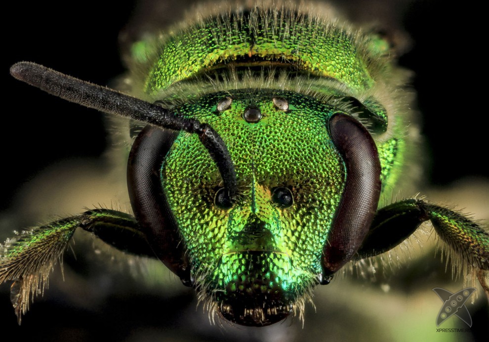 Фото насекомых крупным планом