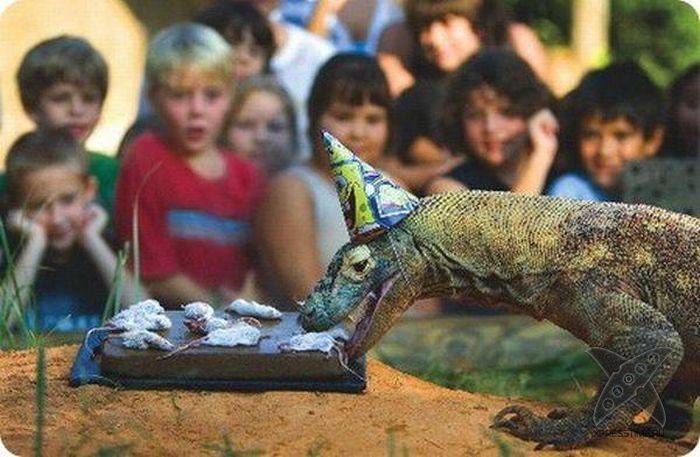 Дни рождения у питомцев