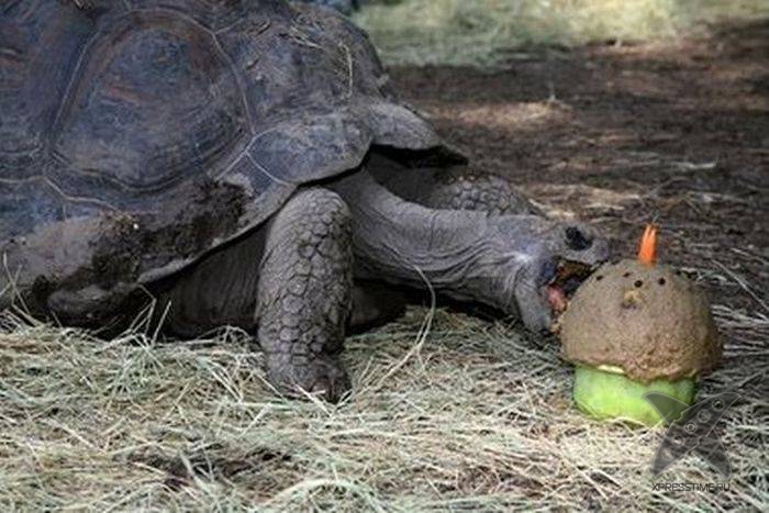 Дни рождения у питомцев