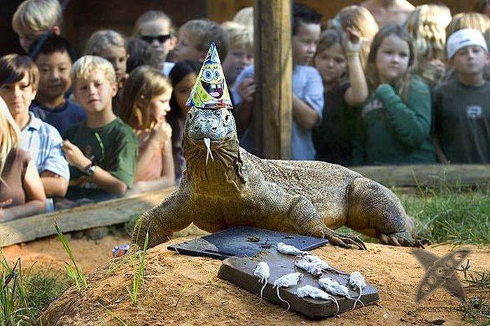 Дни рождения у питомцев