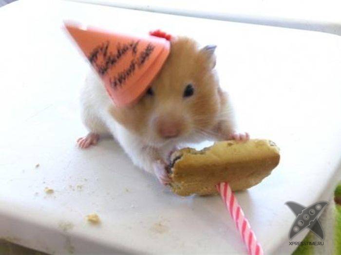 Дни рождения у питомцев