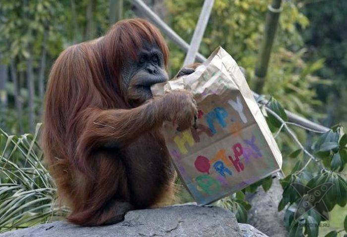 Дни рождения у питомцев