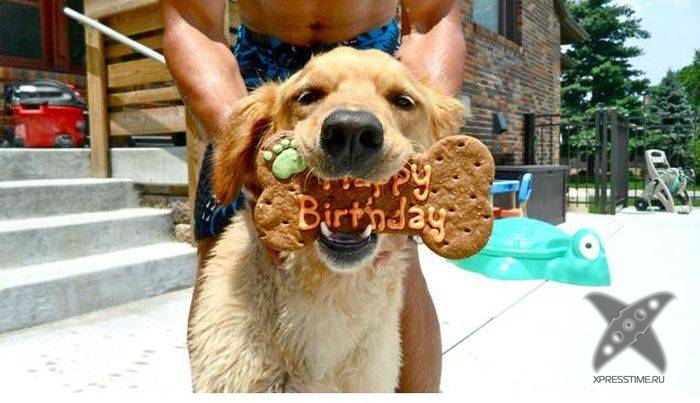 Дни рождения у питомцев