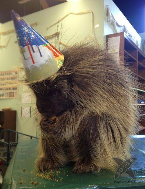 Дни рождения у питомцев