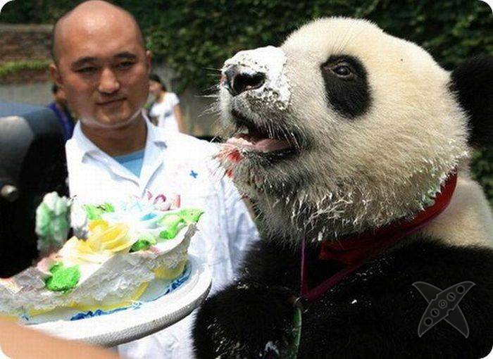 Дни рождения у питомцев