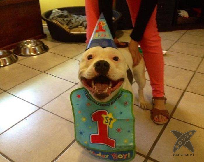 Дни рождения у питомцев