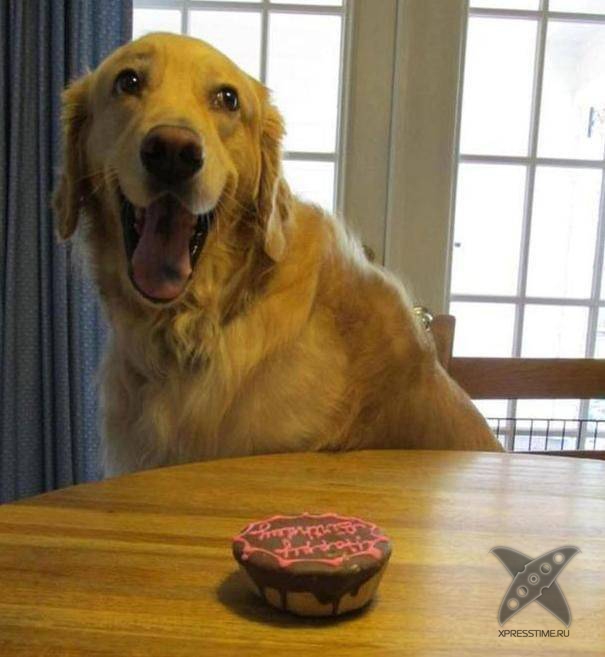 Дни рождения у питомцев