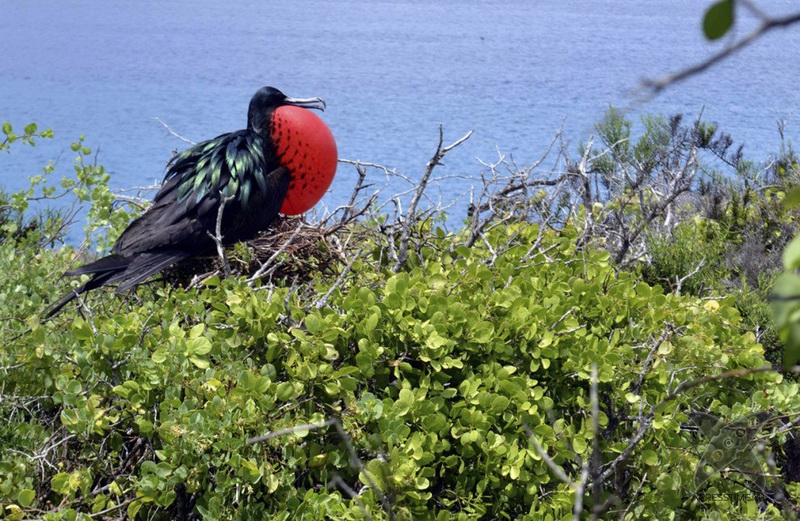 Галапагосские острова