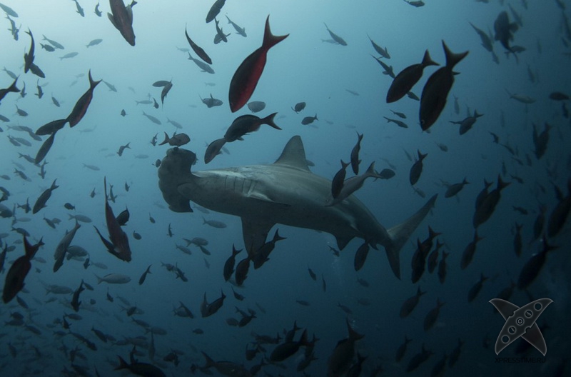 Галапагосские острова