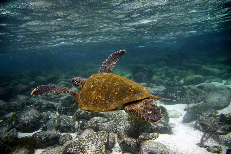 Галапагосские острова
