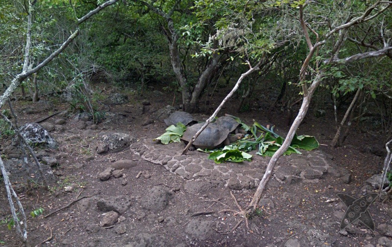 Галапагосские острова