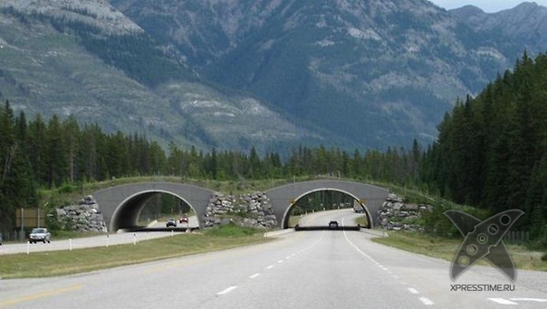 Переходы для животных