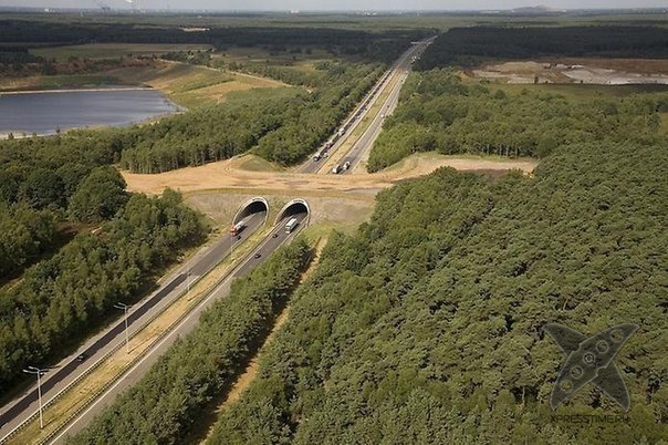 Переходы для животных