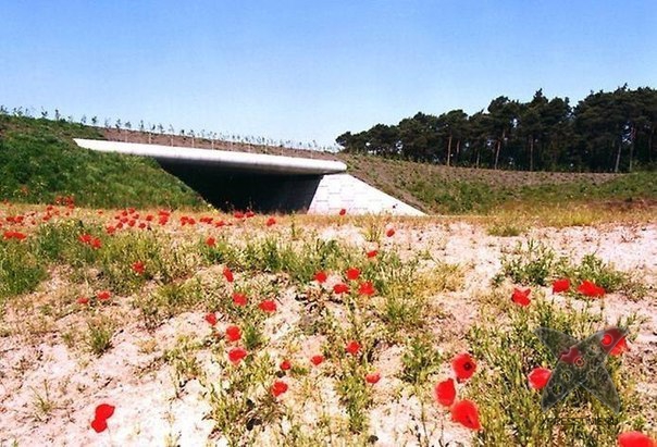 Переходы для животных